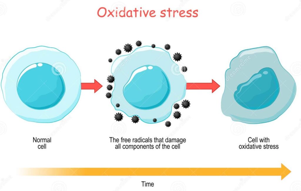 Normakle cel een cel die aangevallen wordt en een cel met oxuidatieve stress.